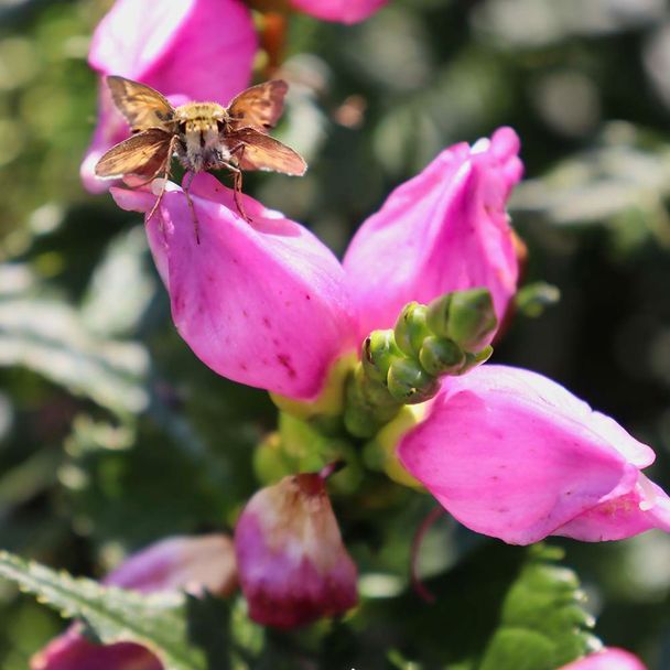 Schildpadbloem - biologisch