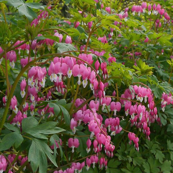 Gebroken hartje - biologisch