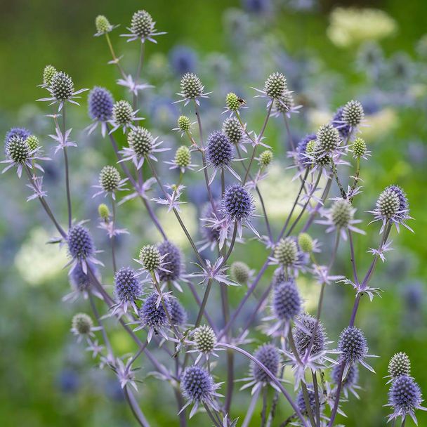 Kruisdistel - biologisch