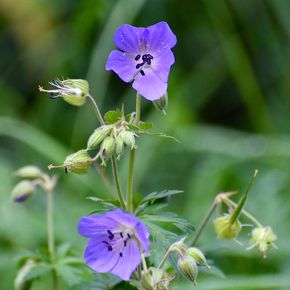 Ooievaarsbek 'pratense' - biologisch