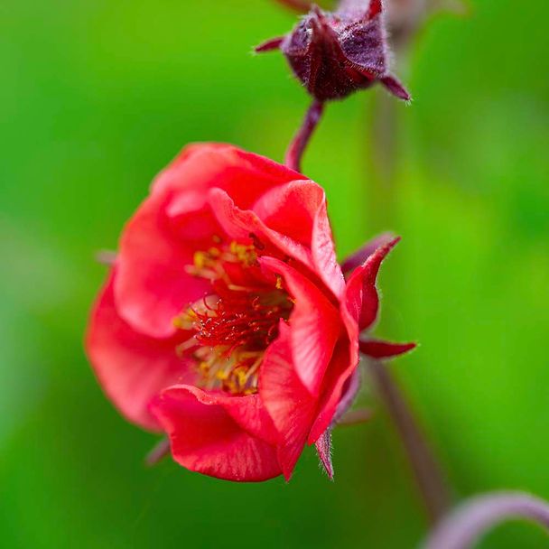 Knikkend nagelkruid - biologisch