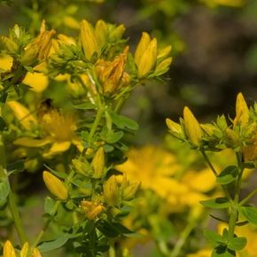 Sint-Janskruid - biologisch