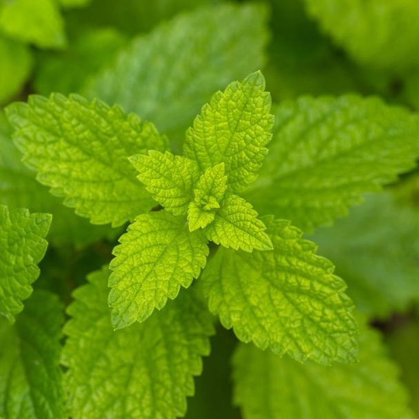 Citroenmelisse - biologisch