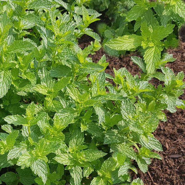 Marokkaanse munt - biologisch