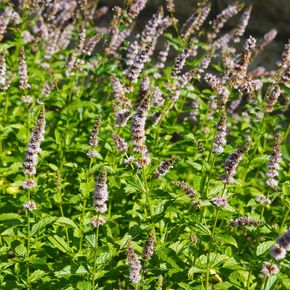 Groene Munt - biologisch