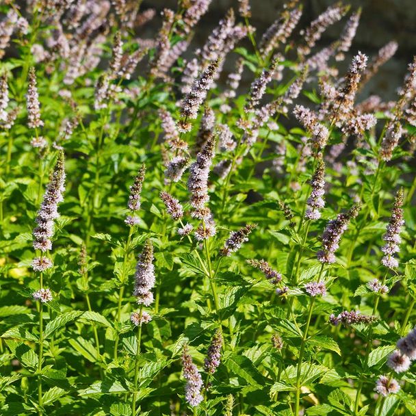 Groene Munt - biologisch