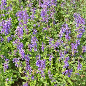 Wild Kattenkruid - biologisch