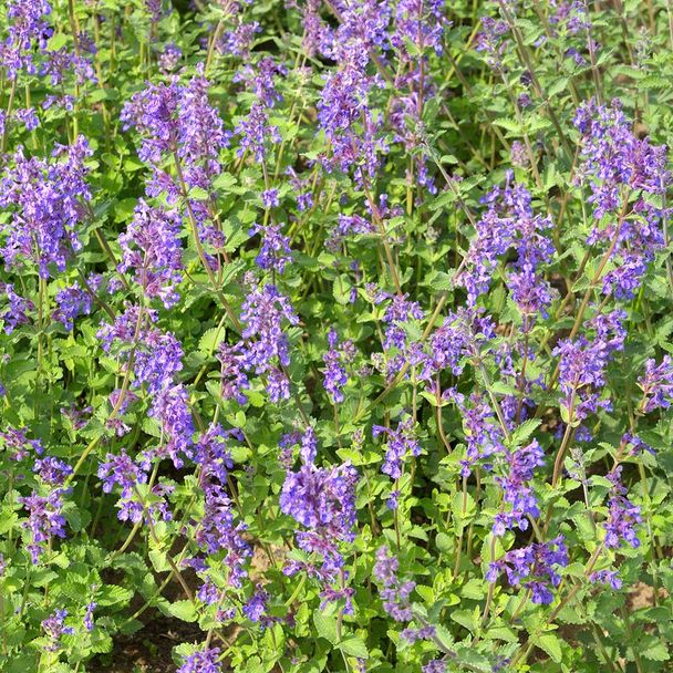 Wild Kattenkruid - biologisch