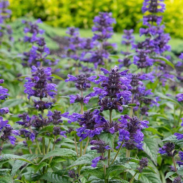 Kattenkruid - biologisch