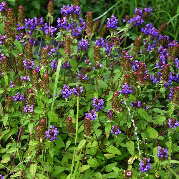 Bijenkorfje - biologisch