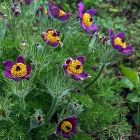 Wildemanskruid - biologisch