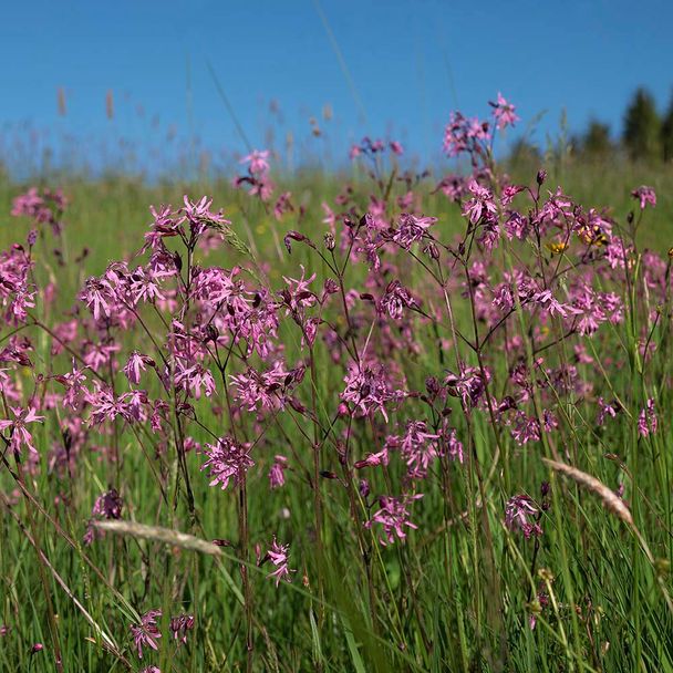 Echte koekoeksbloem - biologisch