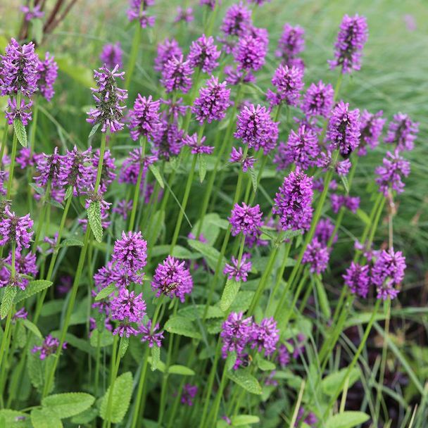 Betonie - biologisch