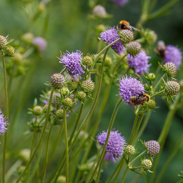 Blauwe knoop - biologisch