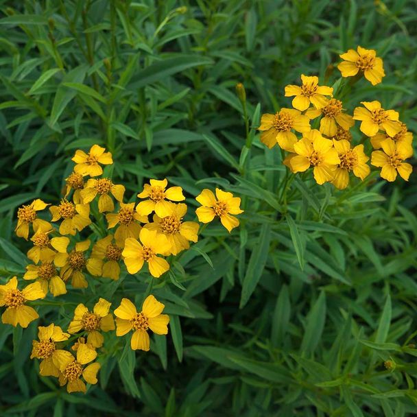 Mexicaanse dragon (Anijsafrikaantje) - biologisch