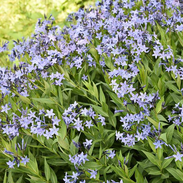 Blauwe ster - biologisch