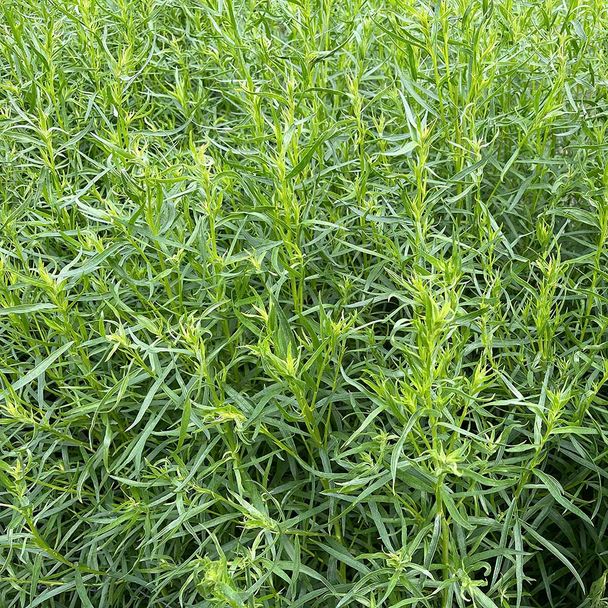 Franse Dragon - biologisch