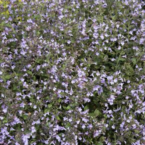 Bergsteentijm 'Marvelette Blue' - biologisch
