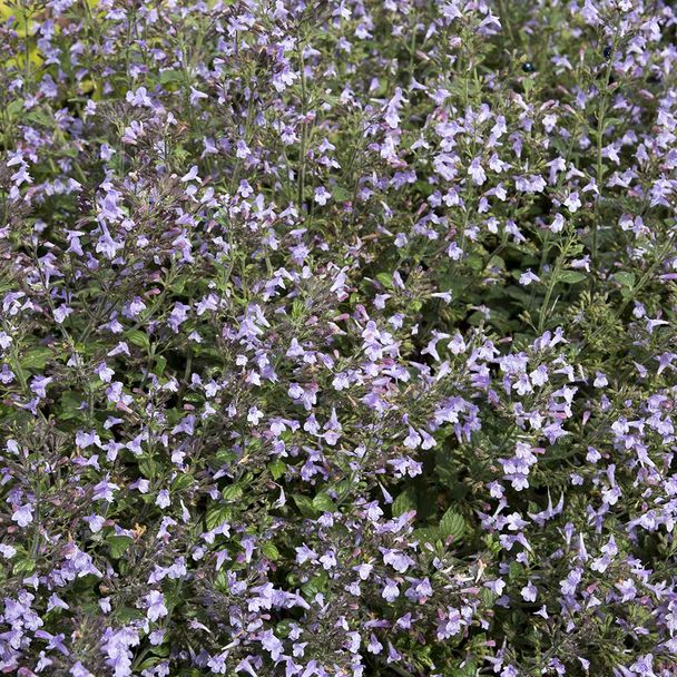 Bergsteentijm 'Marvelette Blue' - biologisch