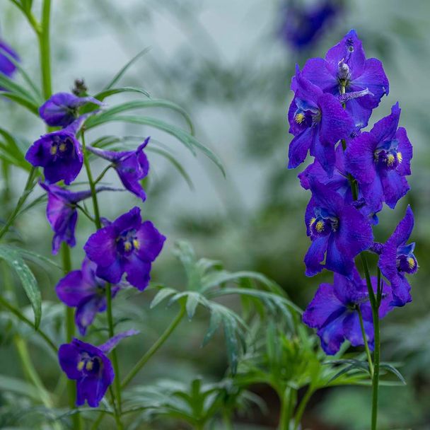 Ridderspoor - biologisch
