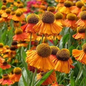 Zonnekruid 'Sahin's Early Flowerer' - biologisch