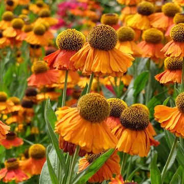Zonnekruid 'Sahin's Early Flowerer' - biologisch