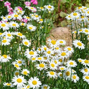 Margriet 'Maikönigin' - biologisch