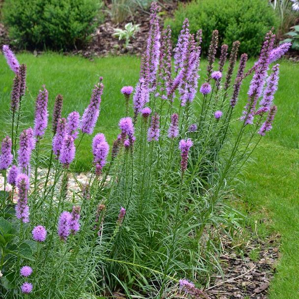 Lampenpoetser - biologisch