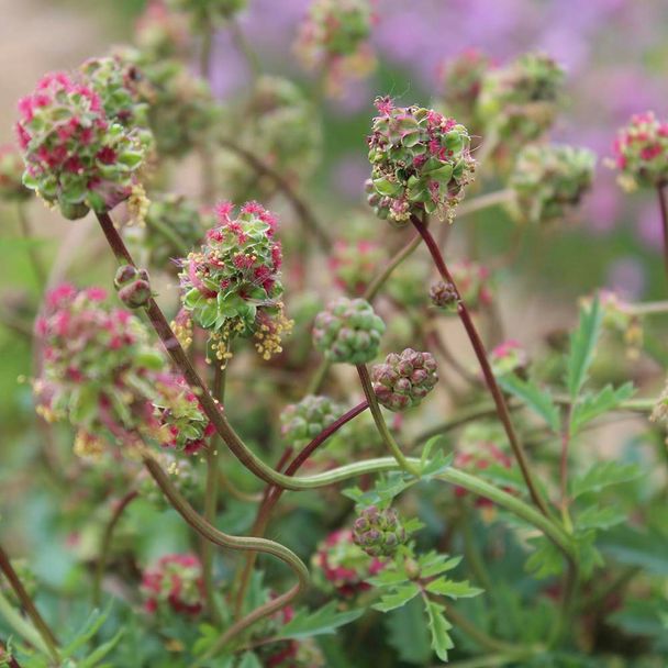 Kleine pimpernel - biologisch