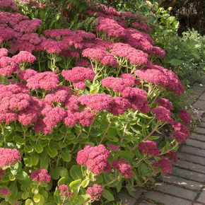 Vetkruid - biologisch