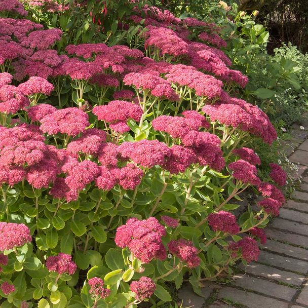 Vetkruid - biologisch