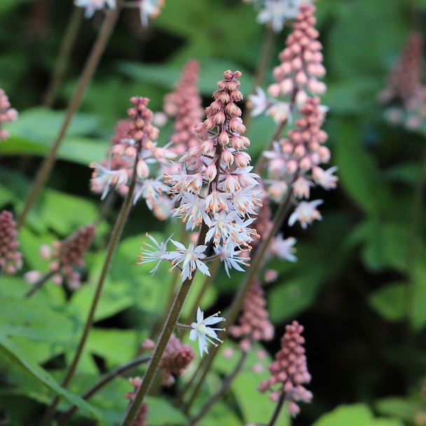 Schuimbloem - biologisch