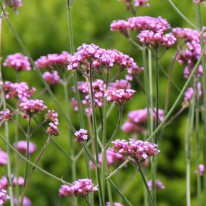 IJzerhard - biologisch