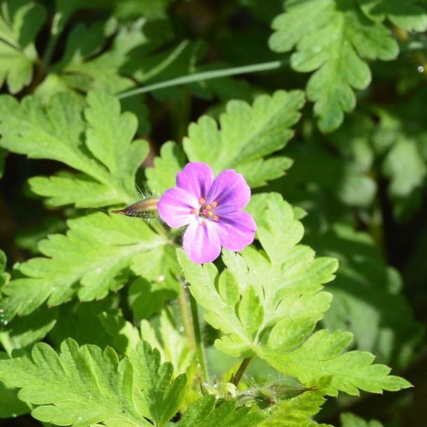 Robertskruid - biologisch