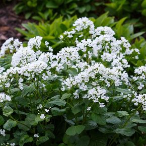 Look-zonder-look - biologisch
