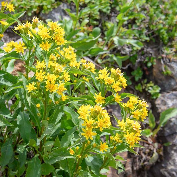 Echte guldenroede - biologisch