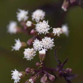 Koninginnekruid - biologisch