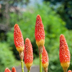 Vuurpijl - biologisch