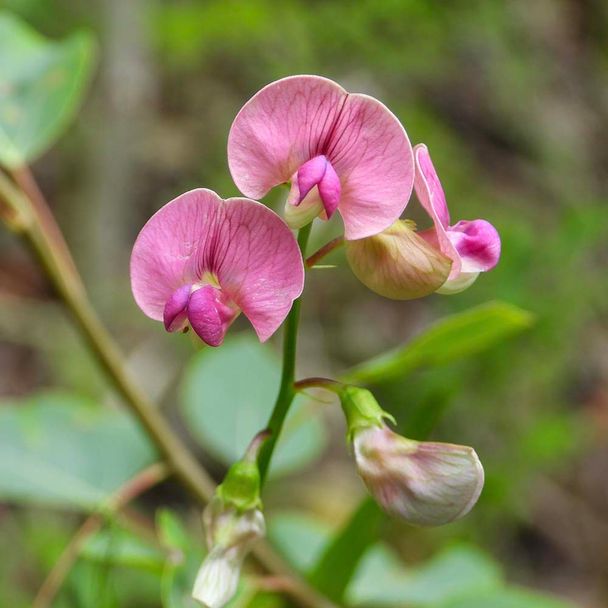 Boslathyrus - biologisch