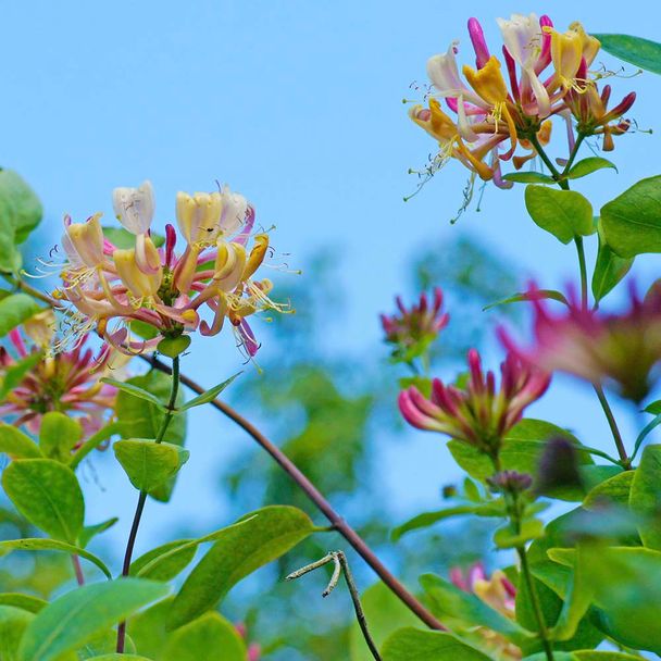 Kamperfoelie - biologisch
