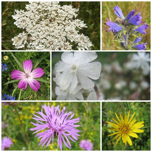 Ecoflora Flowerpower bloemzaden mix