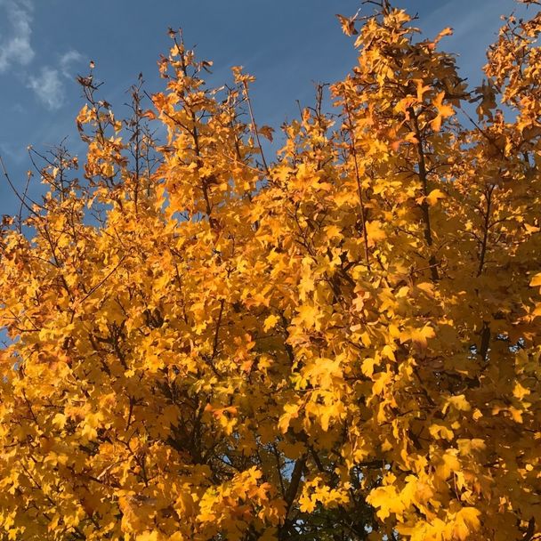 Spaanse aak / Veldesdoorn - biologisch