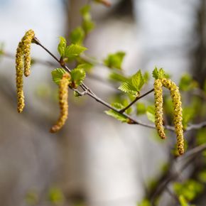 Haagbeuk - biologisch