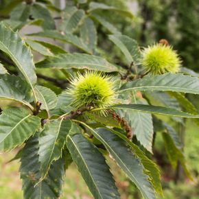 Tamme kastanje - biologisch