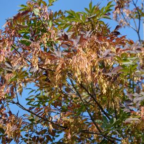 Gewone es - biologisch