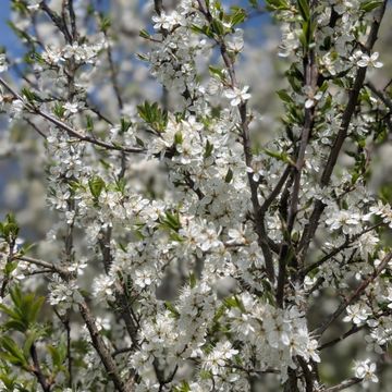 Sleedoorn - biologisch
