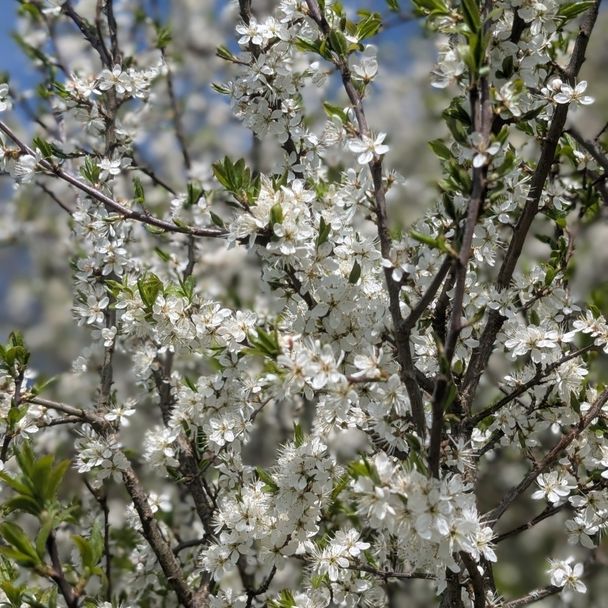 Sleedoorn - biologisch