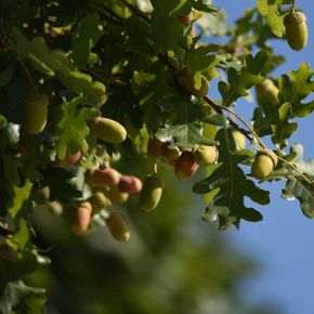 Zomereik - biologisch