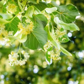 Winterlinde - biologisch