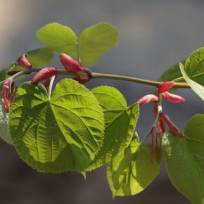 Zomerlinde - biologisch